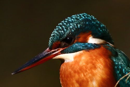 Portrait d'un martin-pêcheur