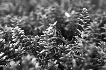 Salzmiere (Honckenya peploides) am Ostseestrand, Makroaufnahme