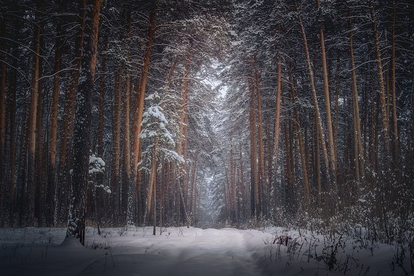 Winter Vibes by Hello Pompoyo