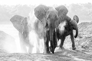 Elephants take dust bath