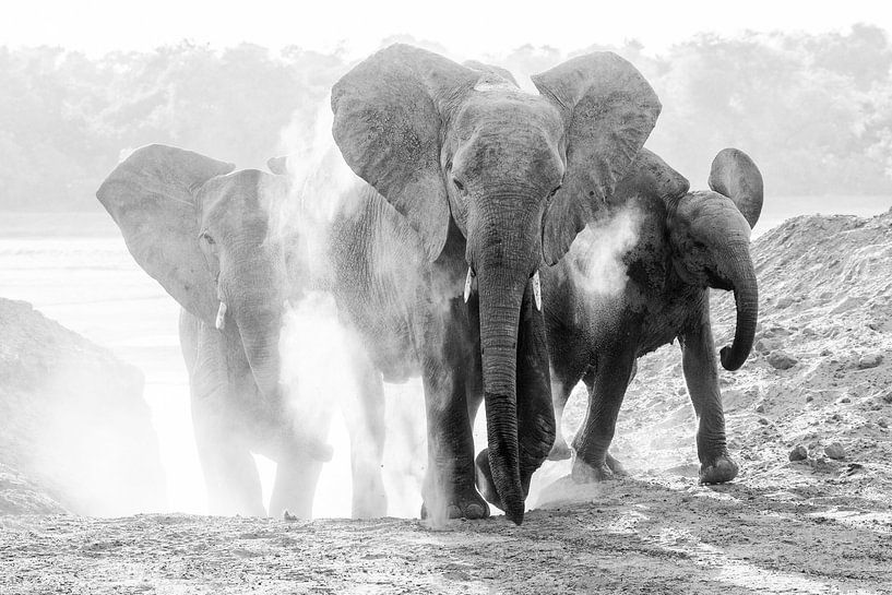 Olifanten nemen stofbad van Anja Brouwer Fotografie