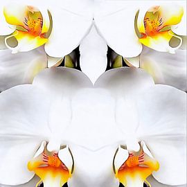 Weiße Orchidee, Muster 1