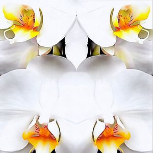 Weiße Orchidee, Muster 1