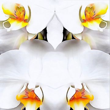 Wit Orchidee Patroon 1 van Dorothy Berry-Lound