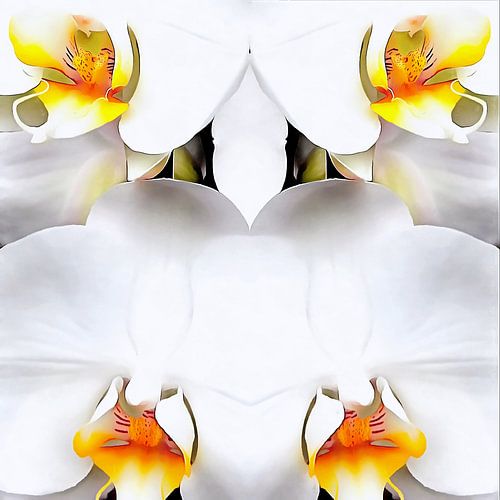 Wit Orchidee Patroon 1