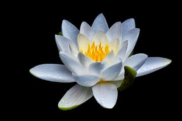 Radiant water lily on black background by marlika art