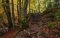 Recovery hike in the Belgian Ardennes: An enchanting natural spectacle