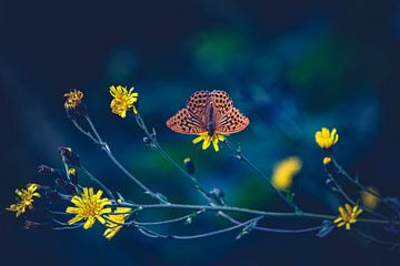 Butterfly in the Eifel region (Germany) by Rutger Haspers