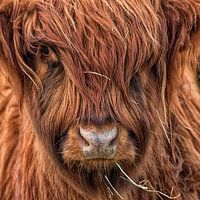 Schotse hooglander.