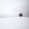 Winterlandschap met een eenzame boom van Bas Meelker