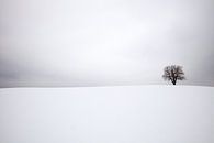 Winterlandschap met een eenzame boom van Bas Meelker thumbnail