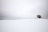 Winterlandschap met een eenzame boom