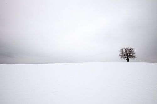 The Lone Tree