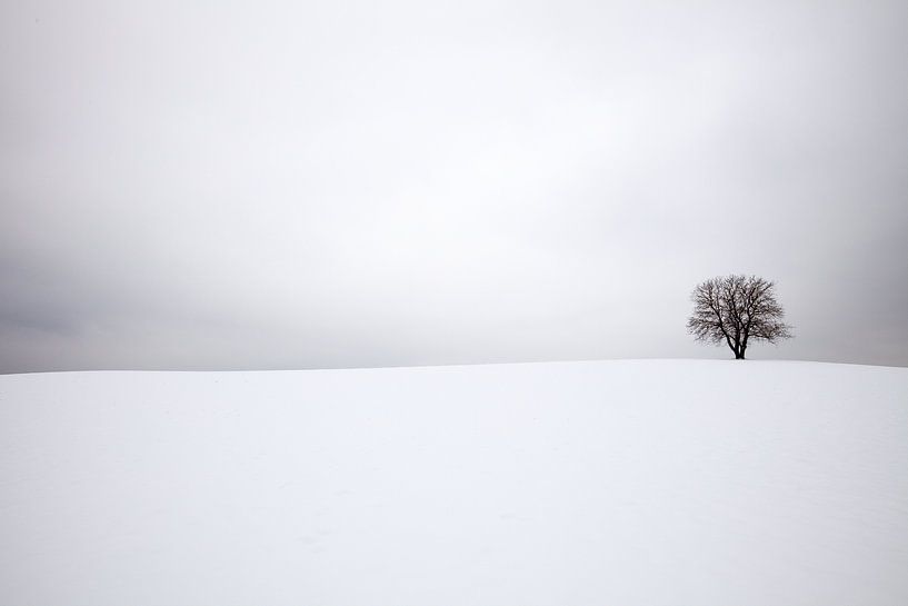 Winterlandschap met een eenzame boom van Bas Meelker
