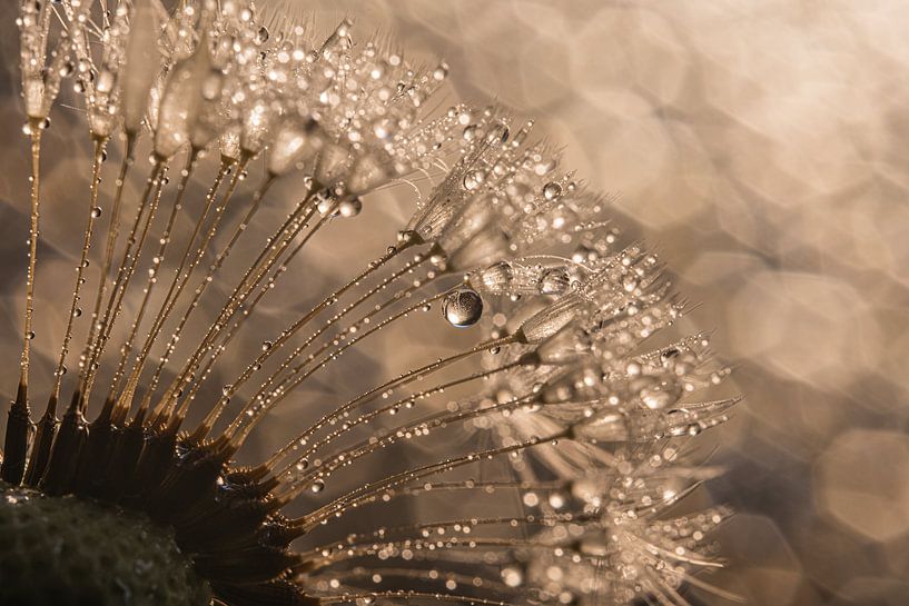 A dandelion with the sparkle of light in the water droplets by Marjolijn van den Berg
