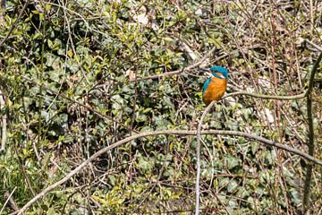 Ijsvogel van ton vogels