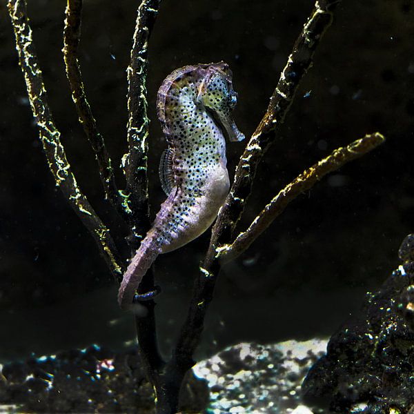Hippocampes : Ouwehands Dierenpark par Loek Lobel