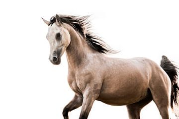 Paard in Beweging met Wapperende Manen tegen Witte Achtergrond van Femke Ketelaar