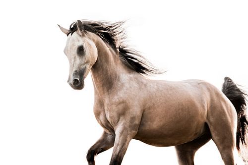 Paard in Beweging met Wapperende Manen tegen Witte Achtergrond