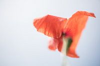 poppy