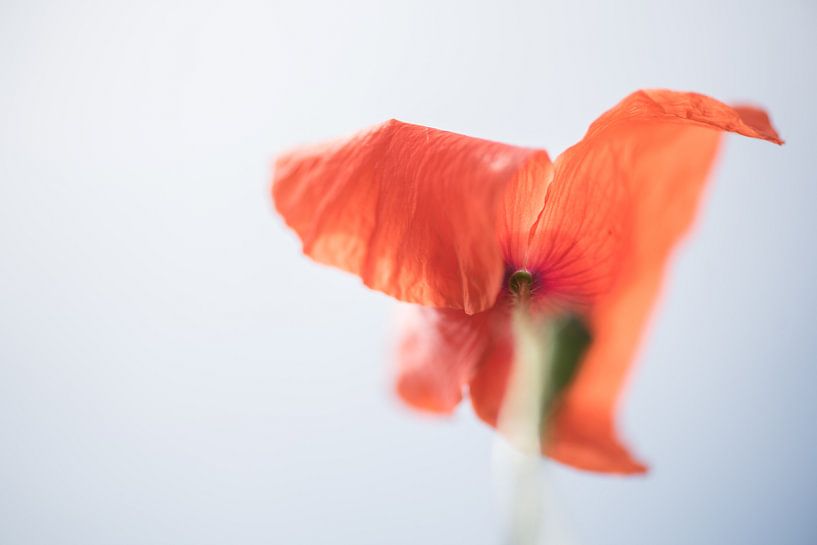 poppy par Hilde Van Hove