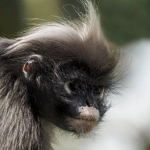Brillangoer : Königlicher Bürgerzoo