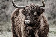 Schotse hooglander portret van Melissa Peltenburg thumbnail