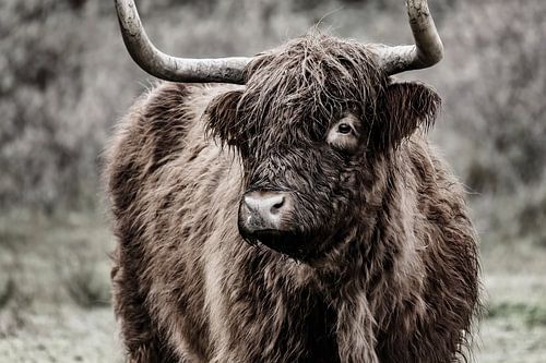 Schotse hooglander portret