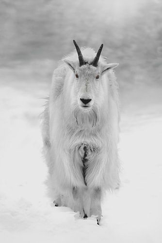 Verschneiter Wächter