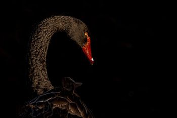 Le cygne noir en toute discrétion