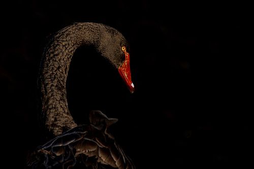 Schwarzer Schwan in lowkey