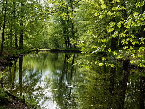 Meditation in a forest....
