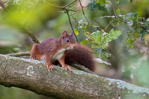 Nieuwsgierige Eekhoorn.