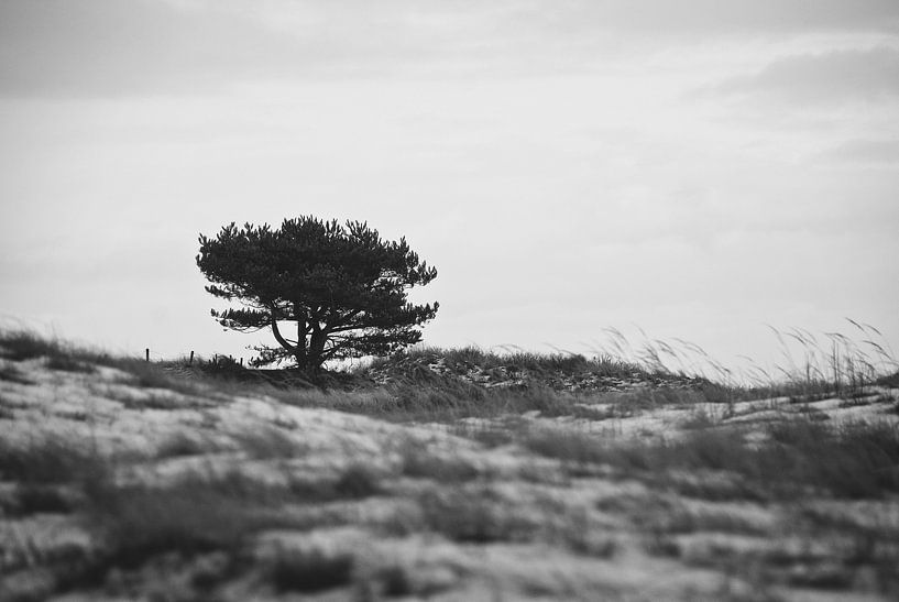 Arbre dans les dunes par Mariska Hofman