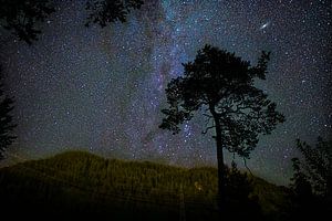 Sternenhimmel zwischen Bäumen