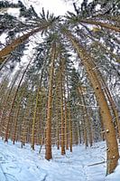 Winter Forest