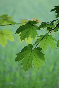Fris groen blad in het bos van Saskia Nuijten