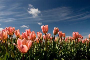 Rosa Tulpen von Simone Meijer