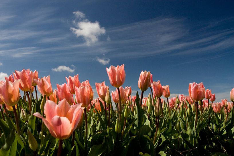 Roze tulpen van Simone Meijer