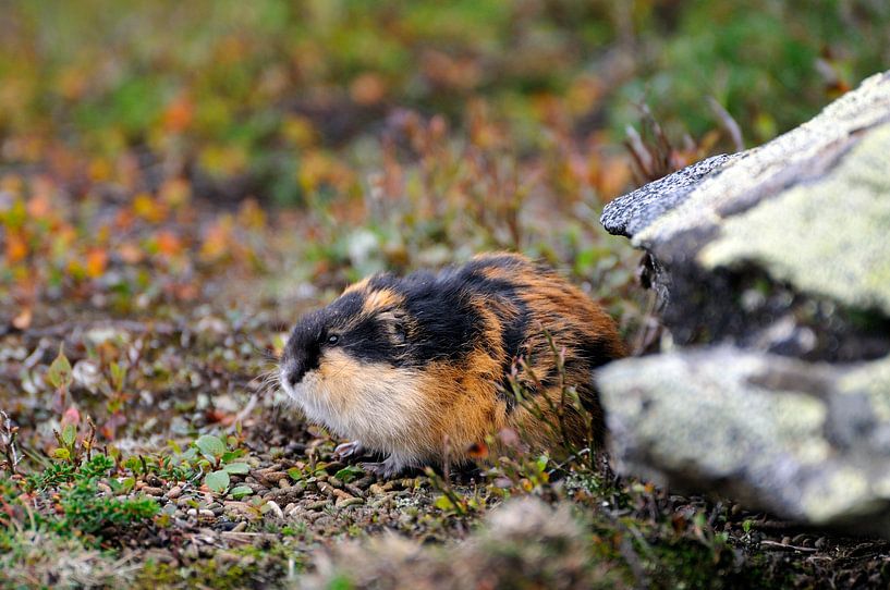 Mountain lemming in Sweden by Karin Jähne