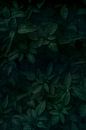 Smaragdgrüne Blätter von MDRN HOME Miniaturansicht