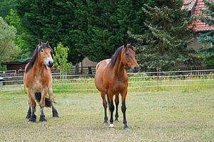 Trakehner Feldmeyer und Rheinisch Deutsches Kaltblut Enzo