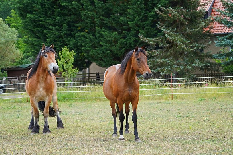 Trakehner Feldmeyer and Rhenish German Coldblood Enzo by Babetts Bildergalerie