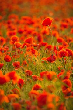 Coquelicots rouges - coquelicots