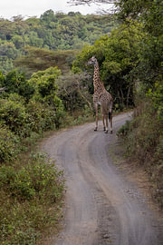 Giraffe on the Winding Road by Yves Dohmen