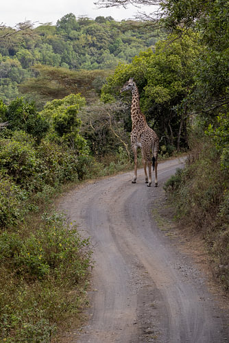 Giraffe on the Winding Road