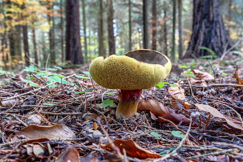 Red-footed boletus by Uwe Ulrich Grün