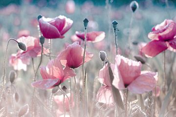 Poppies pastel rose by Julia Delgado