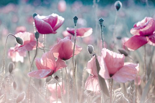 Coquelicots rose pastel