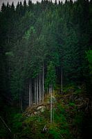 Les arbres en Norvège